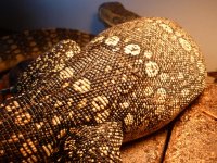 Water Monitor 006.jpg