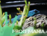 Blue Williams Gecko.jpg
