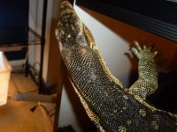 Water Monitor 001.jpg