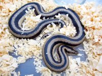 RyanShatto_Ajo_female-1.jpg