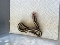 RyanShatto_Ajo-2016Male_FirstMeal-3.jpg
