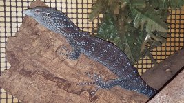 femaleblue6.jpg
