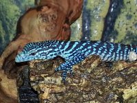 babyblue1.jpg