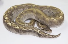 mojavebambooghim450g2w.jpg