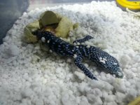 babyblue2.jpg