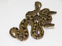 bladehetclownandhetclownfhatchlingsw-1.jpg