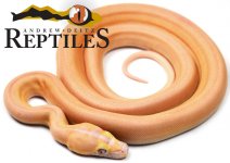albinosupertigermotleygc.jpg