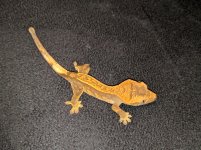 IMG_20160512_210623.jpg