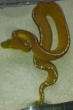 amazonbasin5.jpg