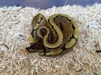 ballpythonspider8-19-16.jpg