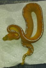 amazonbasin6.jpg