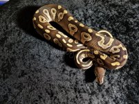ChocoMojo F WM.jpg