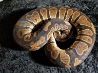 Choco F WM.jpg