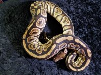 BP F WM.jpg