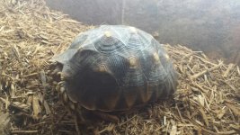 Tortoise.jpg