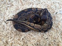 ballpythonnormal8-19-16.jpg