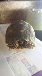tortoise1.png