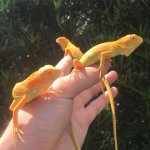 albino iguanas.jpg