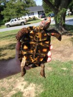 Cherry head bottom #2 July 2016.jpg