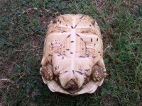 whitey-plastron-f.jpg