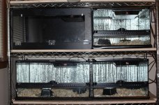 Rack of Reptiles (3).jpg