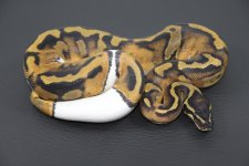 PiedF15-215g.jpg