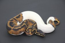 PiedM35-258g.jpg