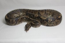 femaleGHIbreeder.jpg