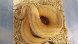 cinnamon banana leopard pin.jpg