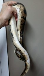 pied6666.jpg