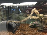 snakecarpetpython.jpg