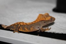 IMG_0501.jpg