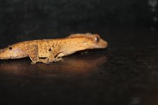 IMG_0511.jpg