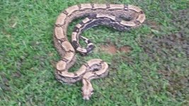 arabesque female3.jpg