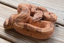 ferrari het albino.jpg