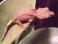 IMG_2003.jpg