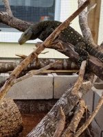 croc monitor krokus.jpg