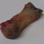 Snakebite37.jpg