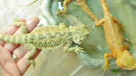 DSC00762.jpg