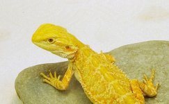 male citrus hypo 5JPG.jpg