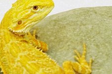 male citrus hypo ba(3).jpg