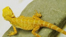 male citrus hypo M.jpg