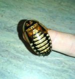 dubia female.jpg