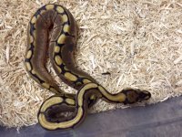 ballpythonspidermale9-11-16.jpg