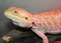 IMG_1761.jpg