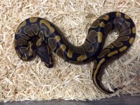 ballpythonfemale9-11-16.jpg