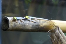 DSC_0055.jpg