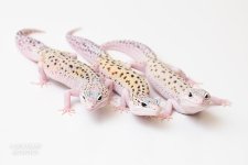 MSE-trio.jpg
