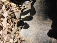IMG_0810.jpg