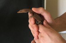 pilbara-2.jpg